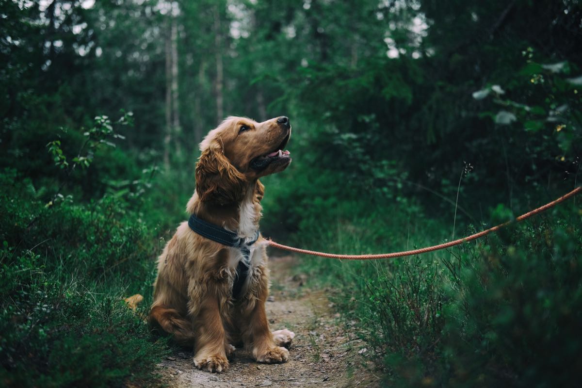 Hund sitzt auf einem Waldweg