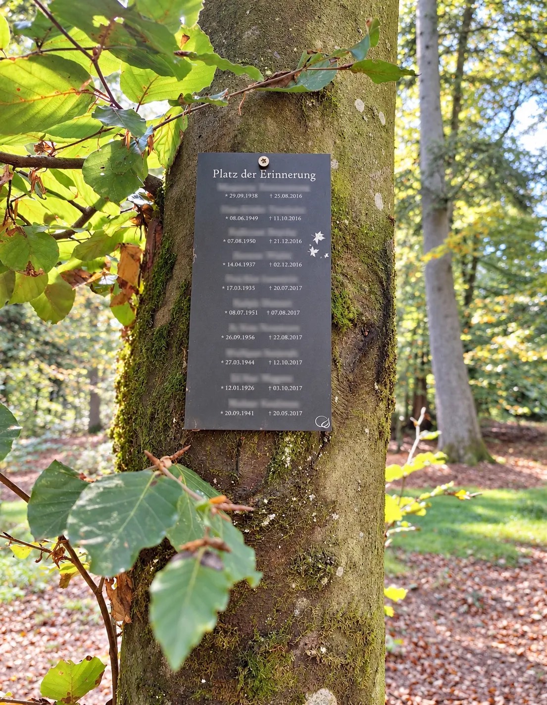 Gedenktafel „Platz der Erinnerung“ an einer Buche im Gedächtniswald