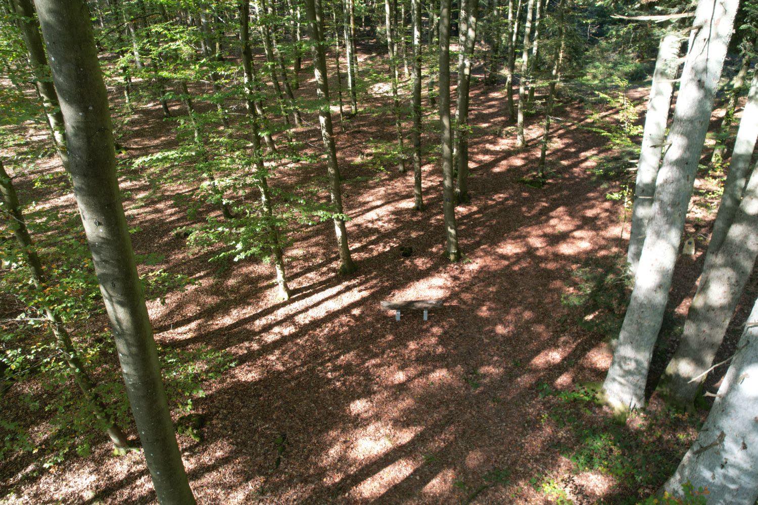 Lichter Buchenwald im Gedächtniswald mit einer Holzbank, von oben gesehen
