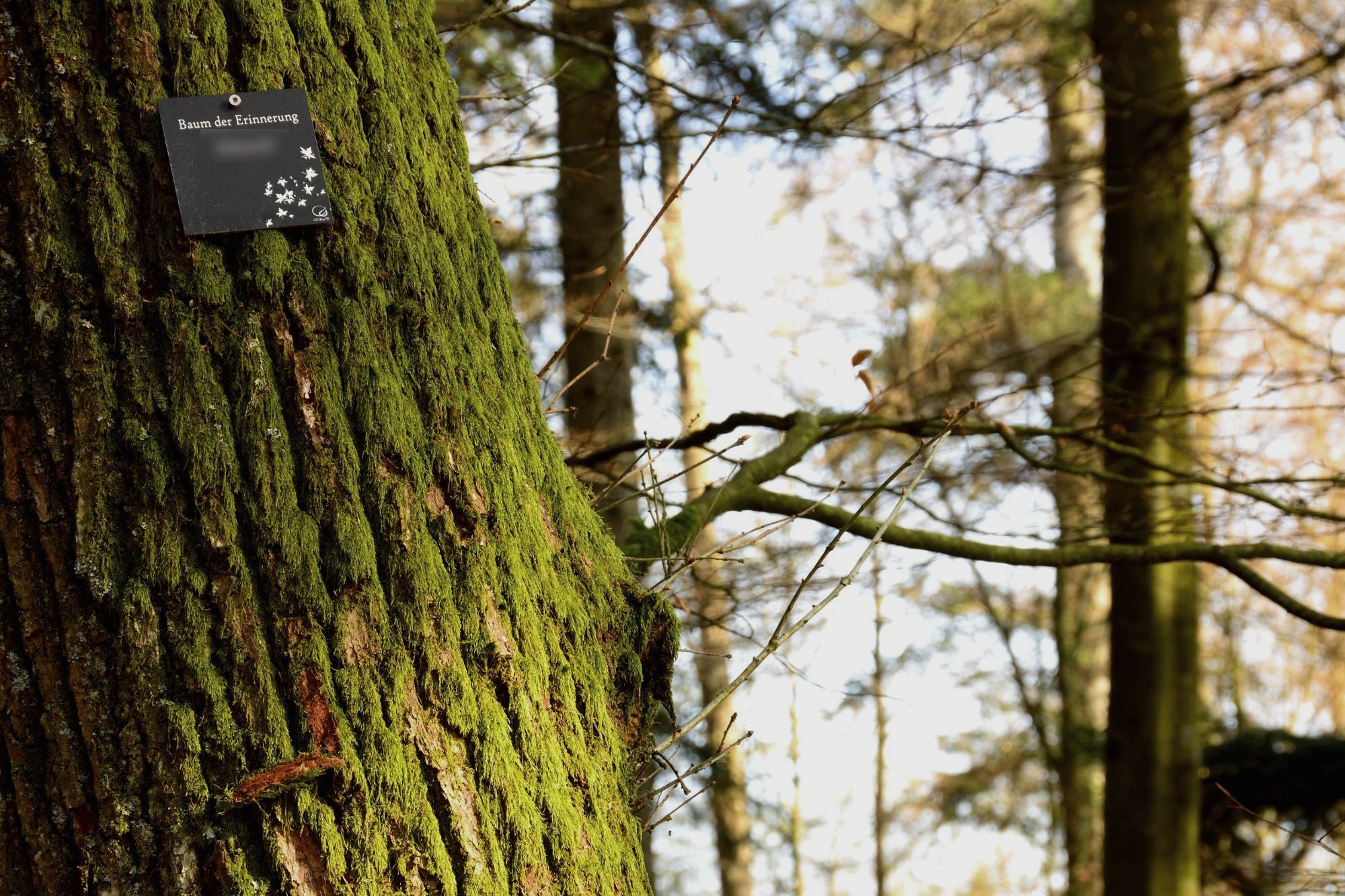 Bemooster Baum mit Plakette „Baum der Erinnerung“ im Gedächtniswald
