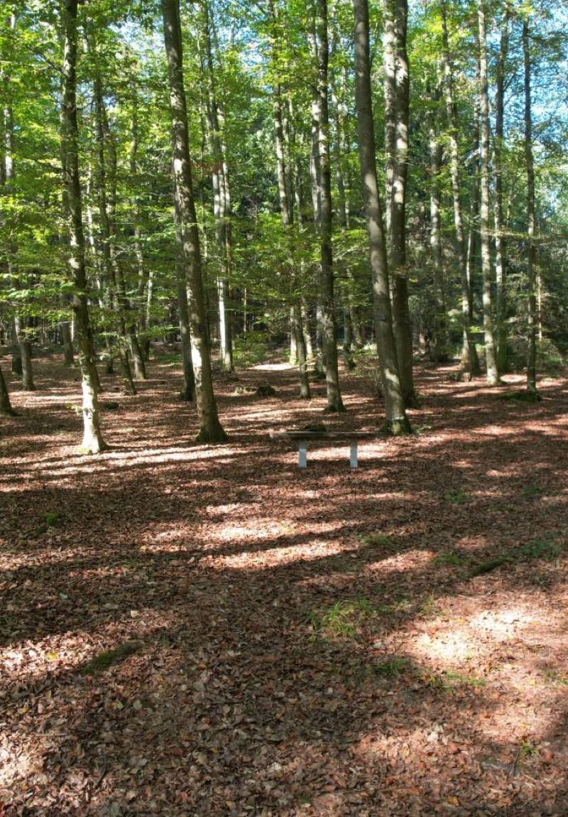 Waldlichtung im Gedächtniswald mit einer Holzbank zwischen Buchen